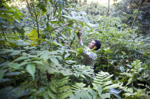 Phongsaly Province, Lao PDR, 2016 - Photo by Anthony Gueguen