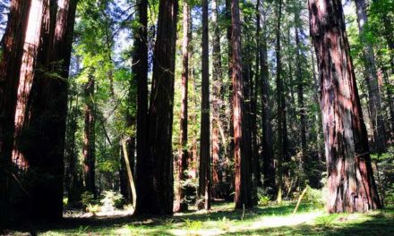 California Cap-and-Trade Scheme Could Endanger Rainforest Peoples