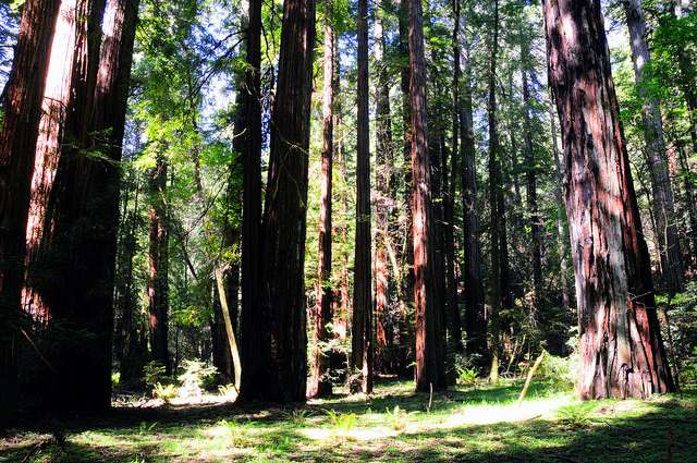 California Cap-and-Trade Scheme Could Endanger Rainforest Peoples
