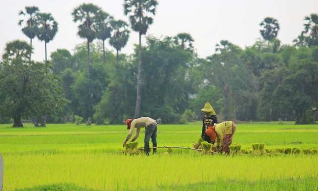 Current Paddy Rice Price Crisis: Wake-Up Call On a More Systemic Problem