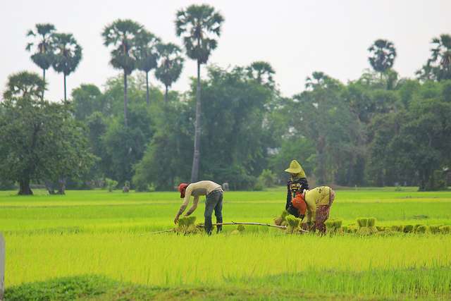 Current Paddy Rice Price Crisis: Wake-Up Call On a More Systemic Problem