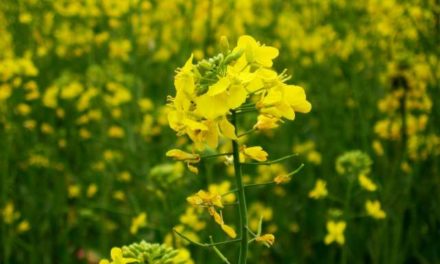 Major Farmer Unions of India Reject GM Mustard: Ask Javadekar Not to Allow GEAC to Proceed with its Secret Meeting to Process GM Mustard Application on February 5th